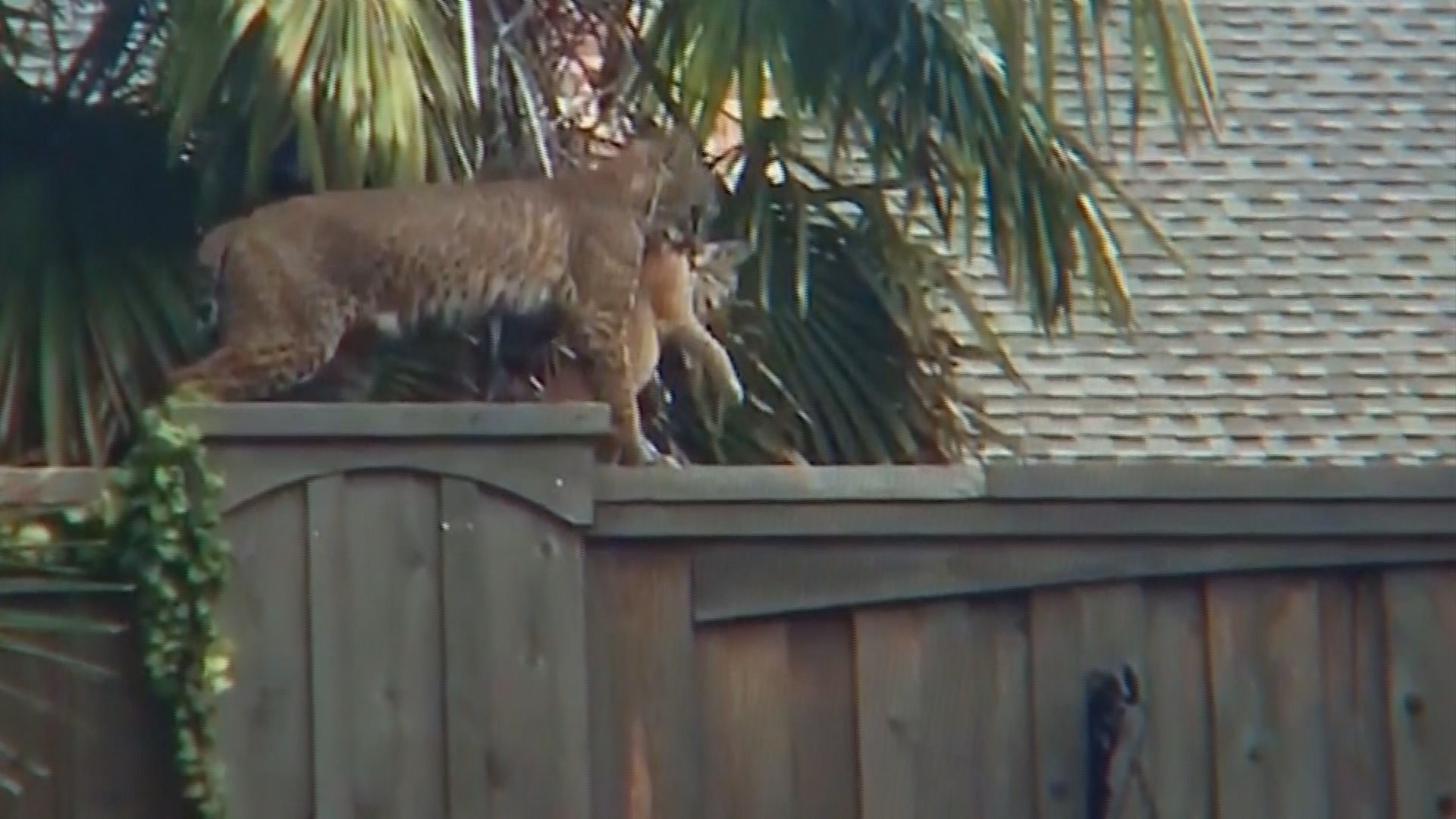 Plano Family Grows Concerned As Baby Bobcats In Backyard Get Bigger ...